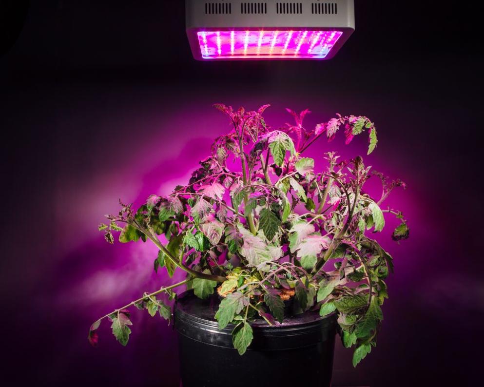 How to Compare Different LED Grow Light Brands and Models?