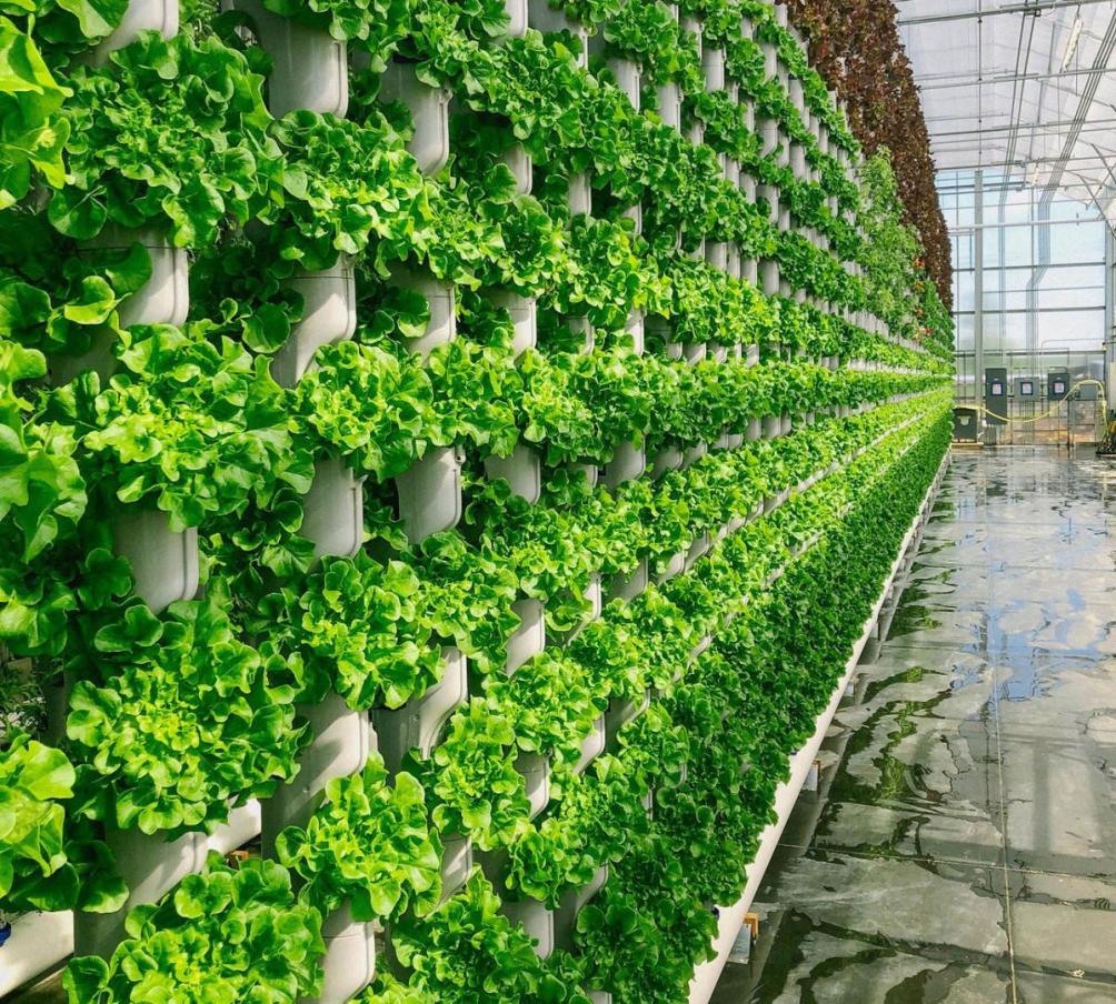 How Do LED Grow Lights Improve Crop Yield and Quality in Vertical Farming?